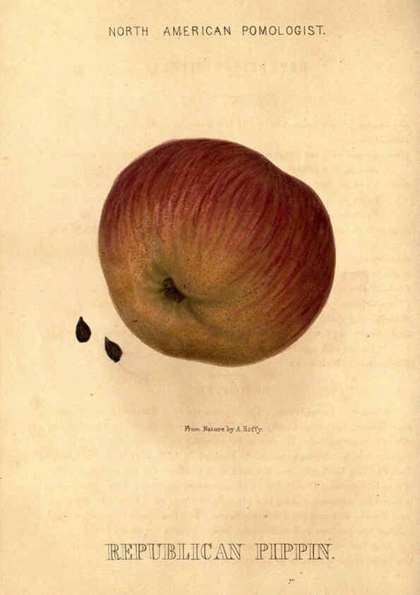 Reproducción/Reproduction 6048899547: Hoffy's North American pomologist Philadelphia,A. Hoffy,1860