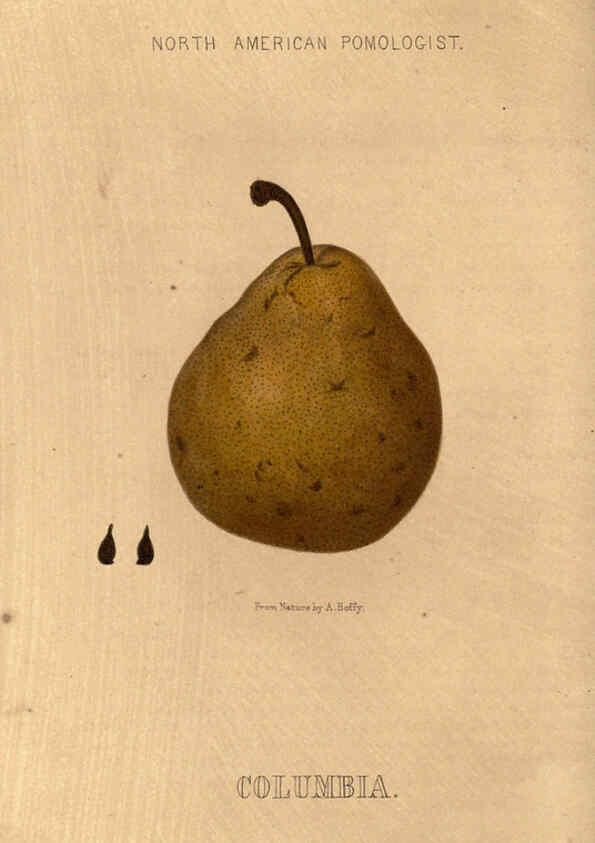 Reproducción/Reproduction 6048899735: Hoffy's North American pomologist Philadelphia,A. Hoffy,1860