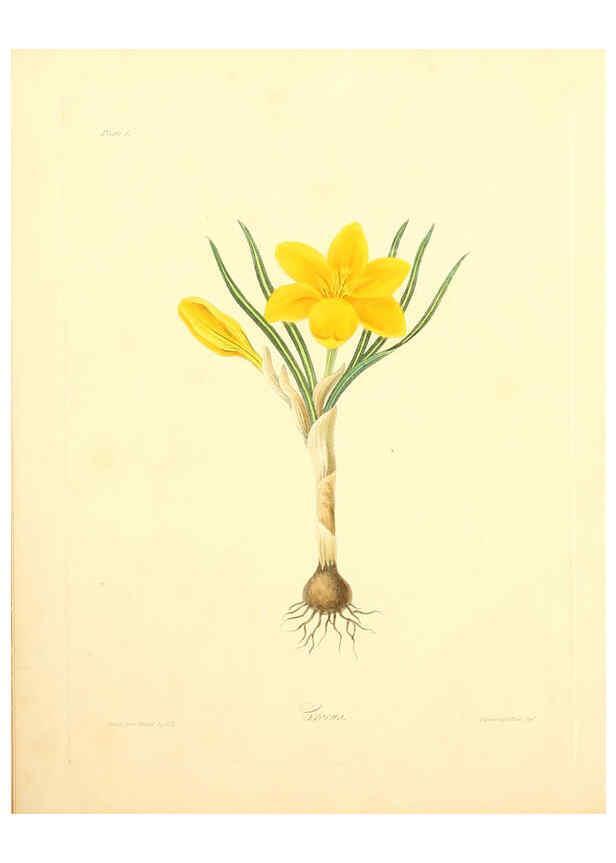 Reproducción/Reproduction 6049519480: Floral illustrations of the seasons London,Robert Havell,1831 [i.e. 1829] 