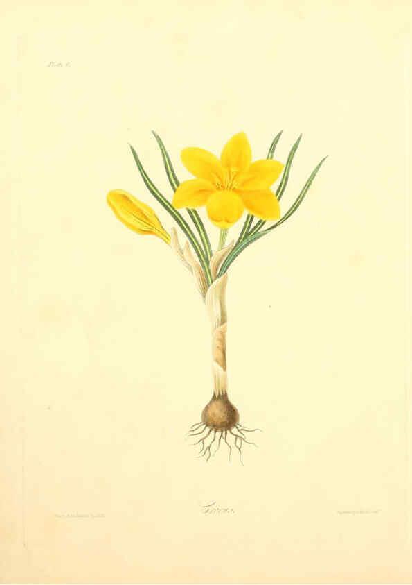 Reproducción/Reproduction 6049519480: Floral illustrations of the seasons London,Robert Havell,1831 [i.e. 1829] 