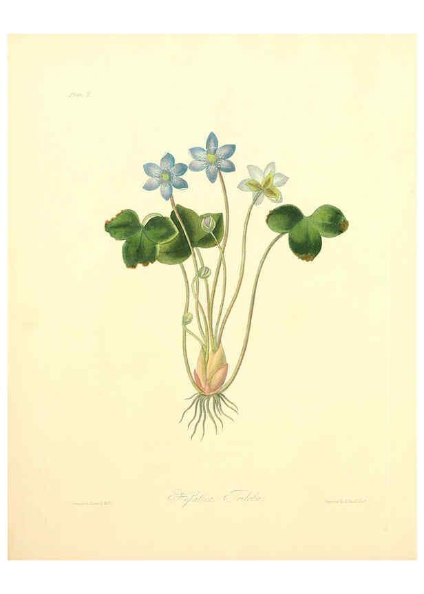 Reproducción/Reproduction 6048966407: Floral illustrations of the seasons London,Robert Havell,1831 [i.e. 1829] 