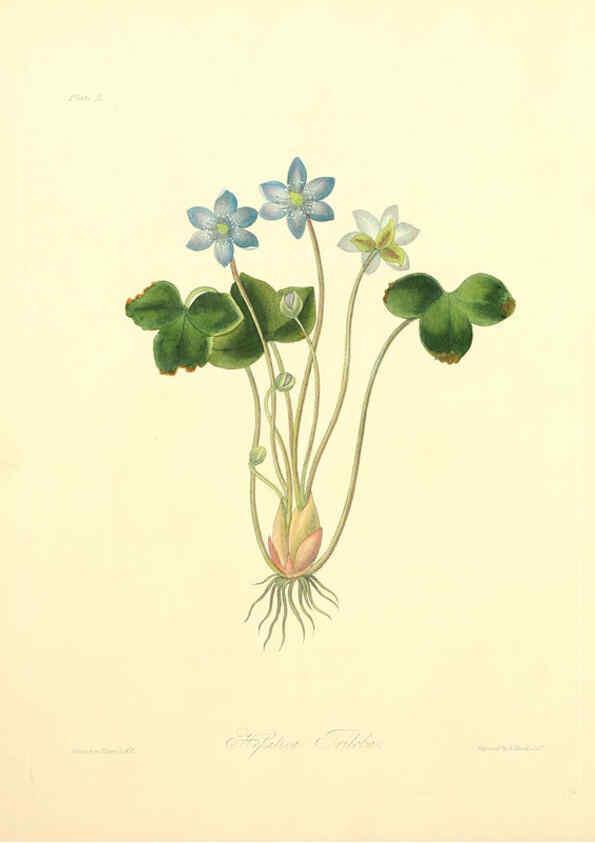 Reproducción/Reproduction 6048966407: Floral illustrations of the seasons London,Robert Havell,1831 [i.e. 1829] 