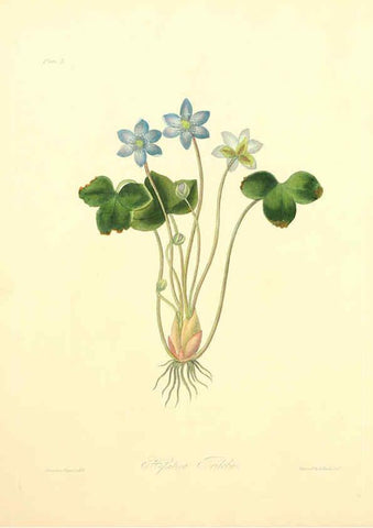 Reproducción/Reproduction 6048966407: Floral illustrations of the seasons London,Robert Havell,1831 [i.e. 1829] 