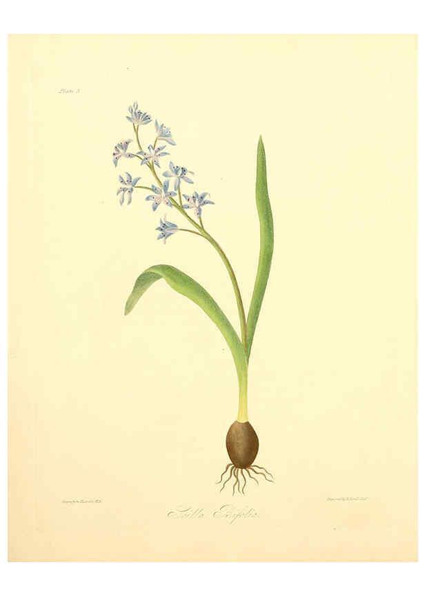 Reproducción/Reproduction 6048966641: Floral illustrations of the seasons London,Robert Havell,1831 [i.e. 1829] 