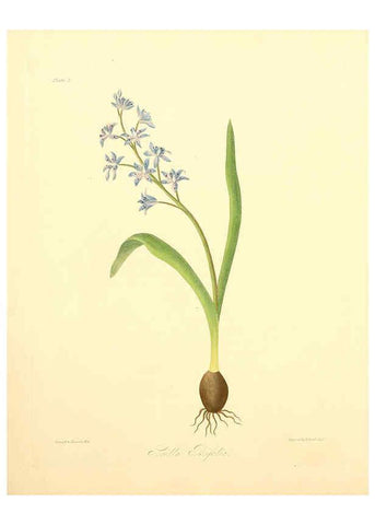 Reproducción/Reproduction 6048966641: Floral illustrations of the seasons London,Robert Havell,1831 [i.e. 1829] 