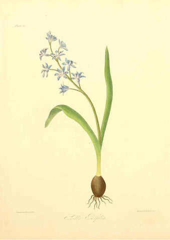 Reproducción/Reproduction 6048966641: Floral illustrations of the seasons London,Robert Havell,1831 [i.e. 1829] 