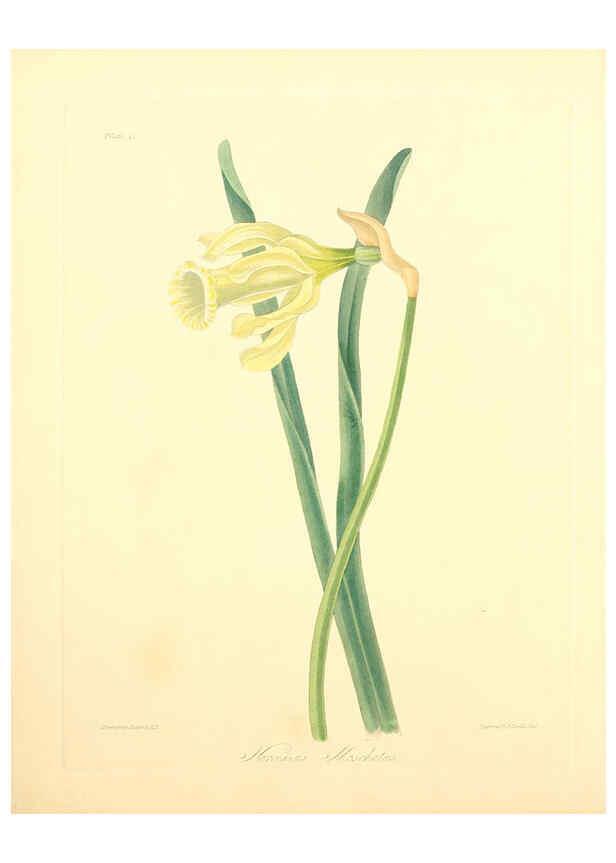 Reproducción/Reproduction 6048966905: Floral illustrations of the seasons London,Robert Havell,1831 [i.e. 1829] 