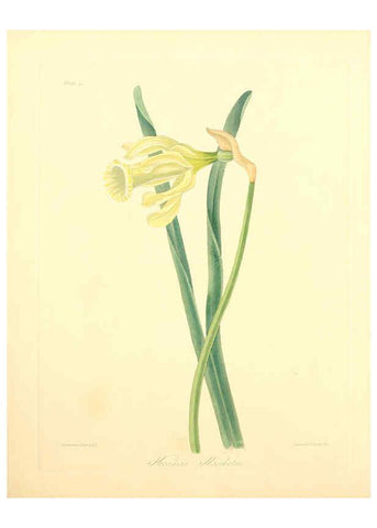 Reproducción/Reproduction 6048966905: Floral illustrations of the seasons London,Robert Havell,1831 [i.e. 1829] 