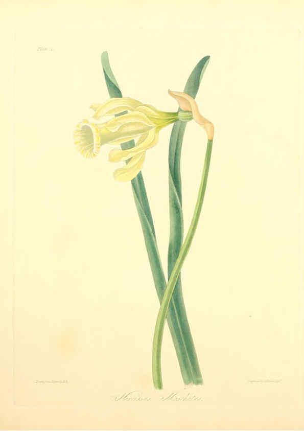 Reproducción/Reproduction 6048966905: Floral illustrations of the seasons London,Robert Havell,1831 [i.e. 1829] 