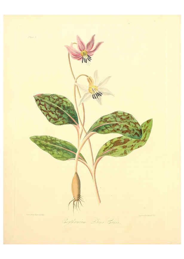 Reproducción/Reproduction 6049520206: Floral illustrations of the seasons London,Robert Havell,1831 [i.e. 1829] 