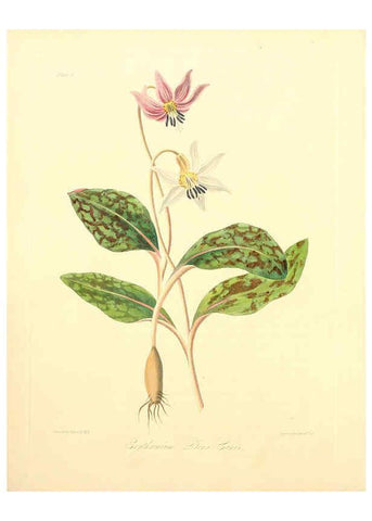 Reproducción/Reproduction 6049520206: Floral illustrations of the seasons London,Robert Havell,1831 [i.e. 1829] 