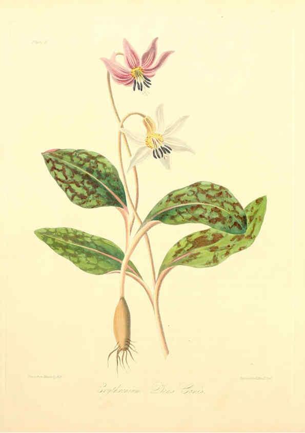 Reproducción/Reproduction 6049520206: Floral illustrations of the seasons London,Robert Havell,1831 [i.e. 1829] 