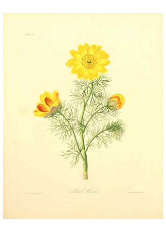 Reproducción/Reproduction 6049520340: Floral illustrations of the seasons London,Robert Havell,1831 [i.e. 1829] 