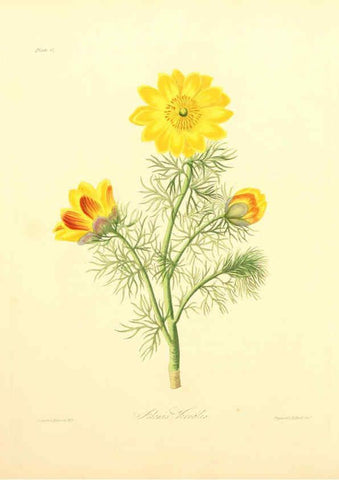 Reproducción/Reproduction 6049520340: Floral illustrations of the seasons London,Robert Havell,1831 [i.e. 1829] 