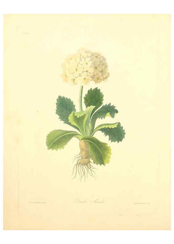 Reproducción/Reproduction 6048967393: Floral illustrations of the seasons London,Robert Havell,1831 [i.e. 1829] 
