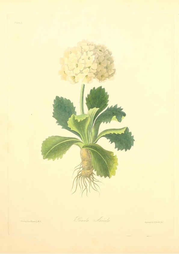 Reproducción/Reproduction 6048967393: Floral illustrations of the seasons London,Robert Havell,1831 [i.e. 1829] 