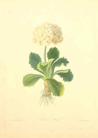 Reproducción/Reproduction 6048967393: Floral illustrations of the seasons London,Robert Havell,1831 [i.e. 1829] 