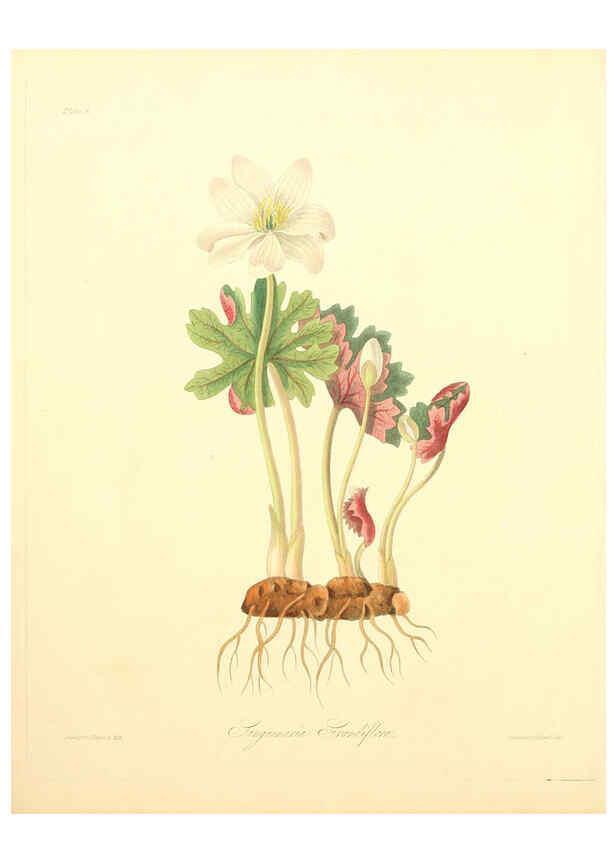 Reproducción/Reproduction 6049520736: Floral illustrations of the seasons London,Robert Havell,1831 [i.e. 1829] 