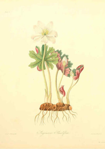 Reproducción/Reproduction 6049520736: Floral illustrations of the seasons London,Robert Havell,1831 [i.e. 1829] 