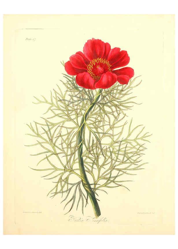 Reproducción/Reproduction 6049520910: Floral illustrations of the seasons London,Robert Havell,1831 [i.e. 1829] 