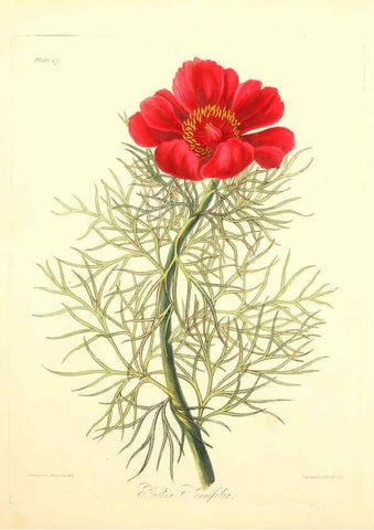 Reproducción/Reproduction 6049520910: Floral illustrations of the seasons London,Robert Havell,1831 [i.e. 1829] 