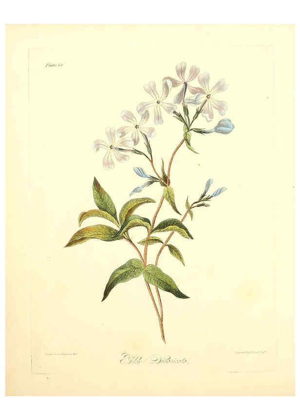 Reproducción/Reproduction 6048968093: Floral illustrations of the seasons London,Robert Havell,1831 [i.e. 1829] 
