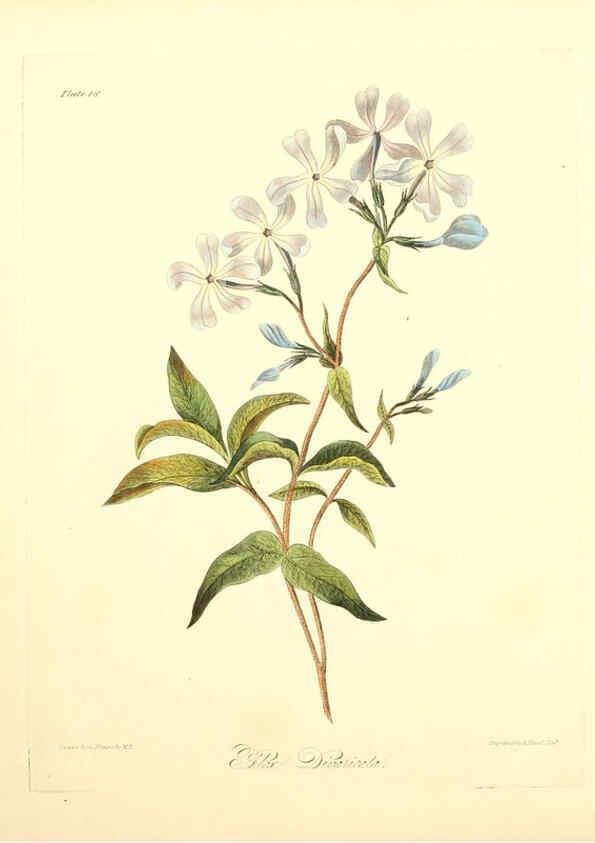 Reproducción/Reproduction 6048968093: Floral illustrations of the seasons London,Robert Havell,1831 [i.e. 1829] 
