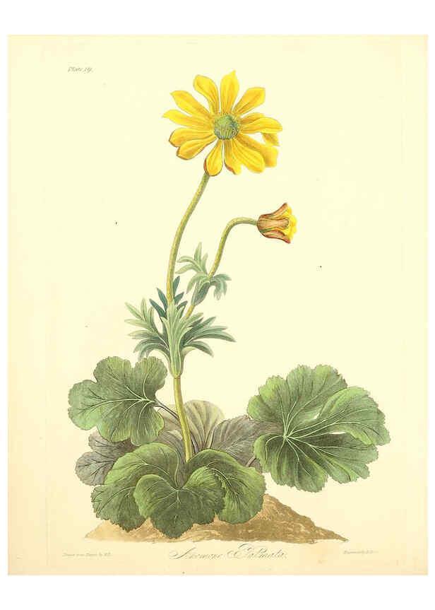 Reproducción/Reproduction 6049521404: Floral illustrations of the seasons London,Robert Havell,1831 [i.e. 1829] 