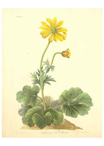 Reproducción/Reproduction 6049521404: Floral illustrations of the seasons London,Robert Havell,1831 [i.e. 1829] 