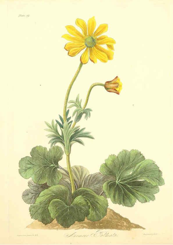 Reproducción/Reproduction 6049521404: Floral illustrations of the seasons London,Robert Havell,1831 [i.e. 1829] 