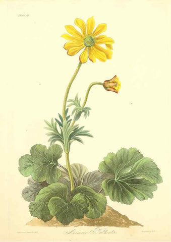 Reproducción/Reproduction 6049521404: Floral illustrations of the seasons London,Robert Havell,1831 [i.e. 1829] 