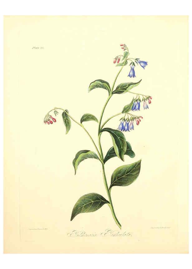 Reproducción/Reproduction 6048968633: Floral illustrations of the seasons London,Robert Havell,1831 [i.e. 1829] 
