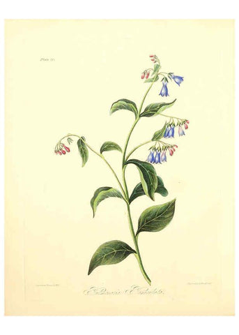 Reproducción/Reproduction 6048968633: Floral illustrations of the seasons London,Robert Havell,1831 [i.e. 1829] 