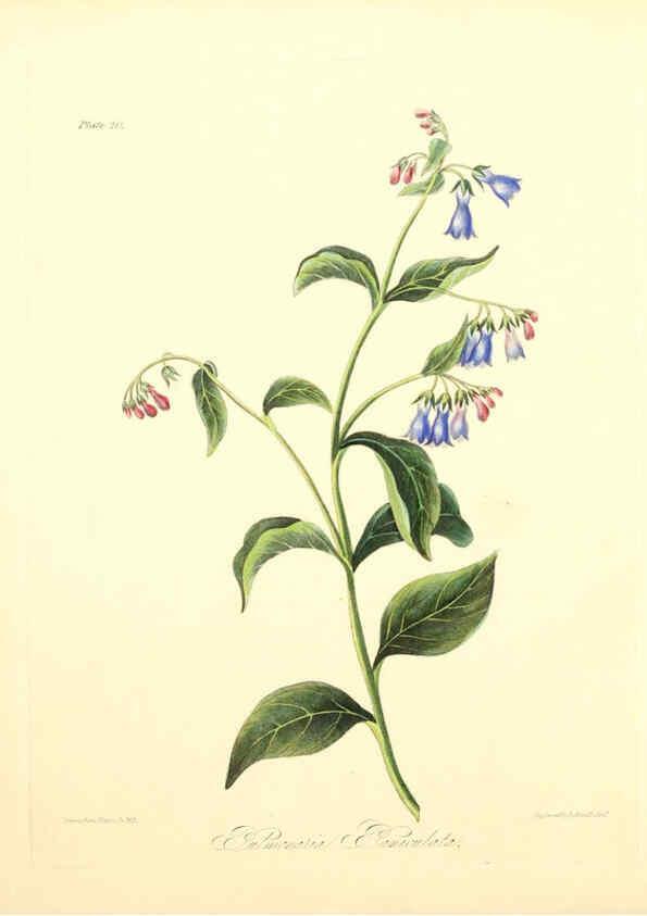 Reproducción/Reproduction 6048968633: Floral illustrations of the seasons London,Robert Havell,1831 [i.e. 1829] 