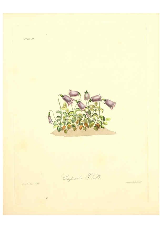 Reproducción/Reproduction 6048968823: Floral illustrations of the seasons London,Robert Havell,1831 [i.e. 1829] 