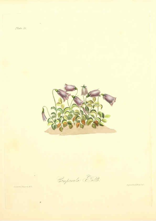 Reproducción/Reproduction 6048968823: Floral illustrations of the seasons London,Robert Havell,1831 [i.e. 1829] 