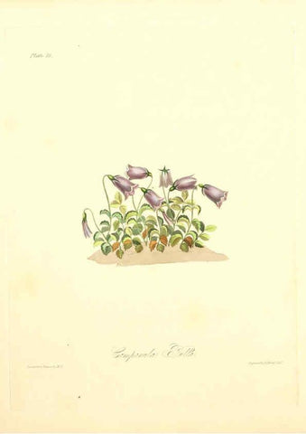 Reproducción/Reproduction 6048968823: Floral illustrations of the seasons London,Robert Havell,1831 [i.e. 1829] 