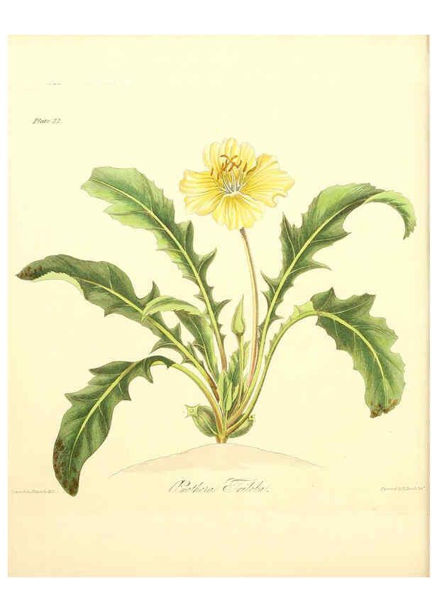 Reproducción/Reproduction 6048969077: Floral illustrations of the seasons London,Robert Havell,1831 [i.e. 1829] 