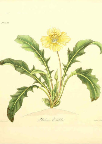 Reproducción/Reproduction 6048969077: Floral illustrations of the seasons London,Robert Havell,1831 [i.e. 1829] 
