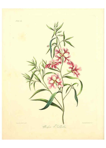Reproducción/Reproduction 6048969337: Floral illustrations of the seasons London,Robert Havell,1831 [i.e. 1829] 