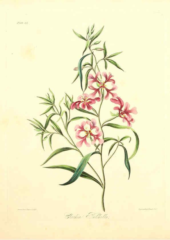 Reproducción/Reproduction 6048969337: Floral illustrations of the seasons London,Robert Havell,1831 [i.e. 1829] 