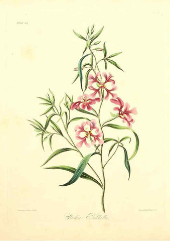 Reproducción/Reproduction 6048969337: Floral illustrations of the seasons London,Robert Havell,1831 [i.e. 1829] 