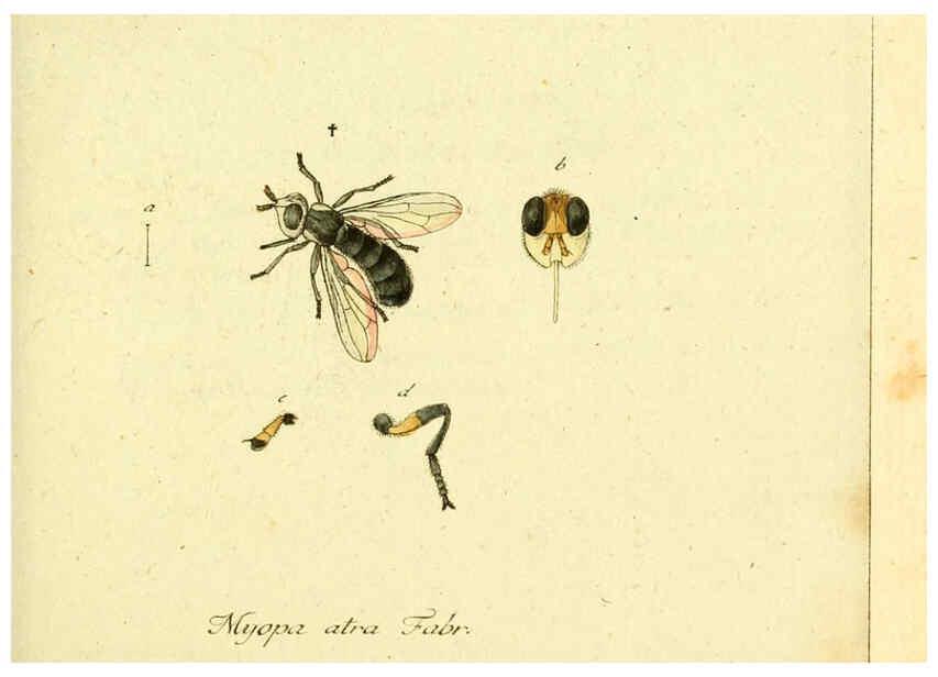 Reproducción/Reproduction 6046252410: Fauna Germanica, Diptera Nuremberg? :s.n.,between 1793 and 1805? 