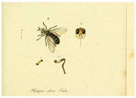 Reproducción/Reproduction 6046252410: Fauna Germanica, Diptera Nuremberg? :s.n.,between 1793 and 1805? 