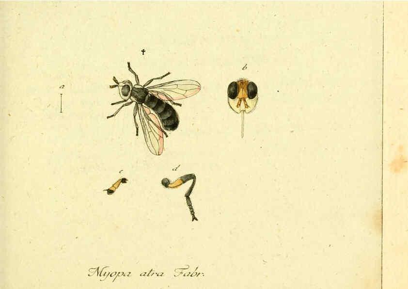 Reproducción/Reproduction 6046252410: Fauna Germanica, Diptera Nuremberg? :s.n.,between 1793 and 1805? 