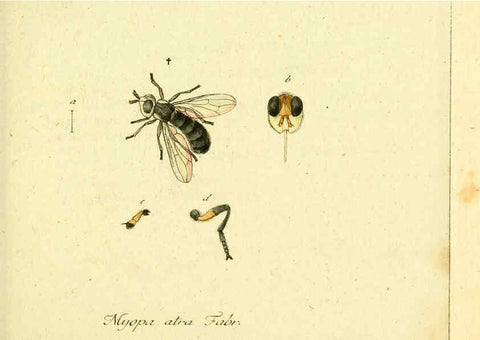 Reproducción/Reproduction 6046252410: Fauna Germanica, Diptera Nuremberg? :s.n.,between 1793 and 1805? 