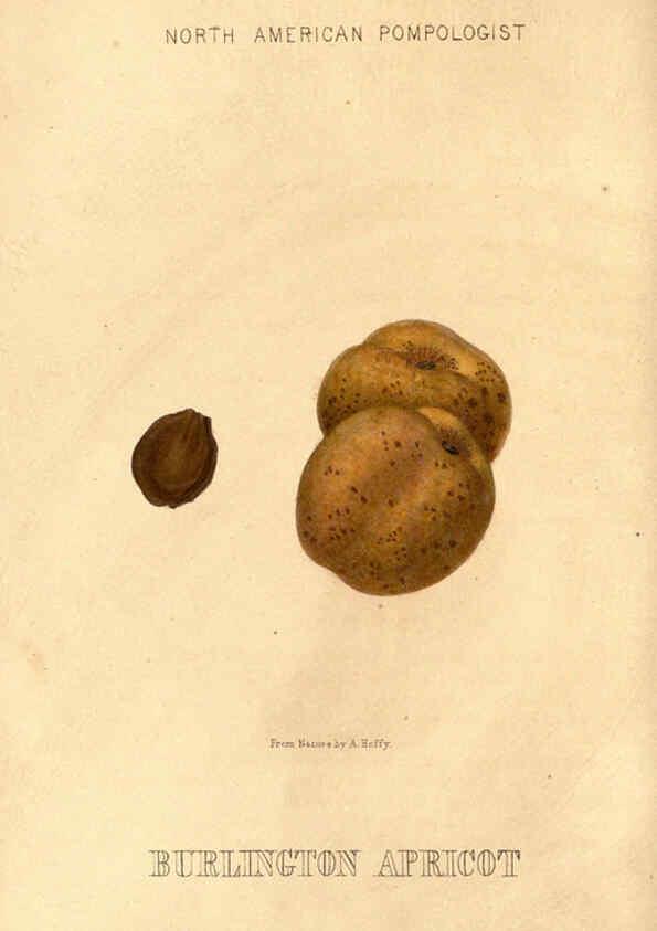 Reproducción/Reproduction 6048896495: Hoffy's North American pomologist Philadelphia,A. Hoffy,1860