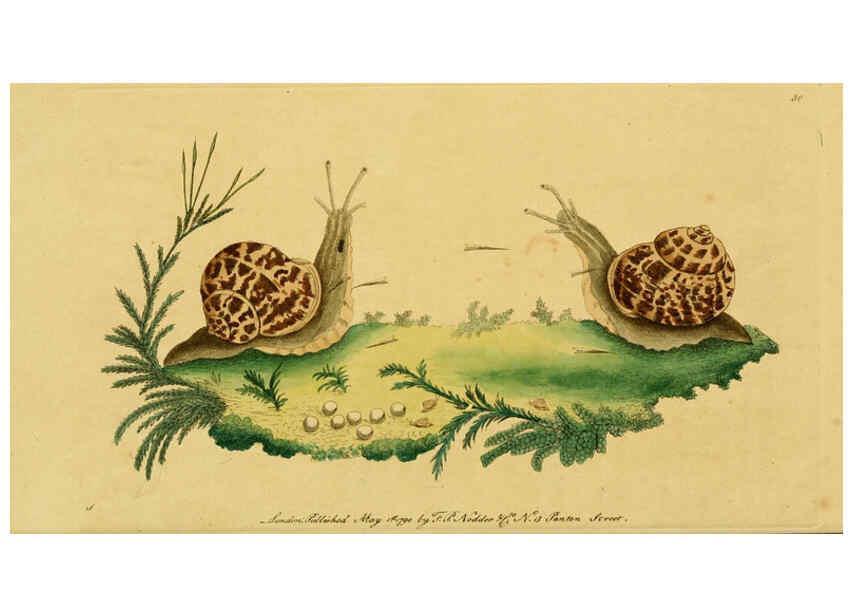 Reproducción/Reproduction 6048793325: Descriptions and illustrations of mollusks [18--] 