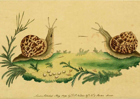 Reproducción/Reproduction 6048793325: Descriptions and illustrations of mollusks [18--] 