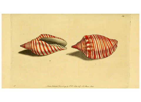Reproducción/Reproduction 6049346950: Descriptions and illustrations of mollusks [18--] 